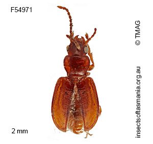 Pericompsus australis