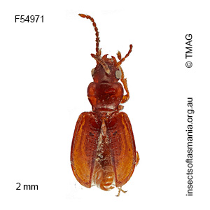 Pericompsus australis