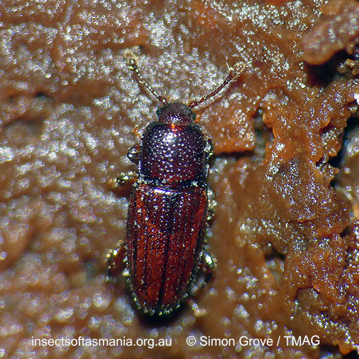 Species image