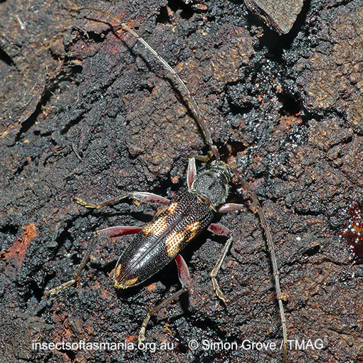 Species image