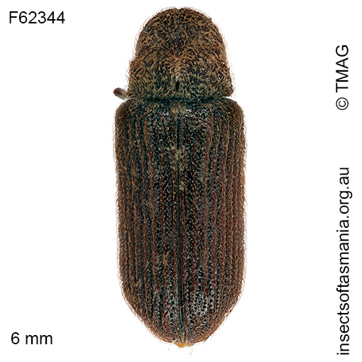 Species image