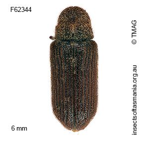 Priobium multimaculatus
