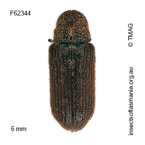 Priobium multimaculatus