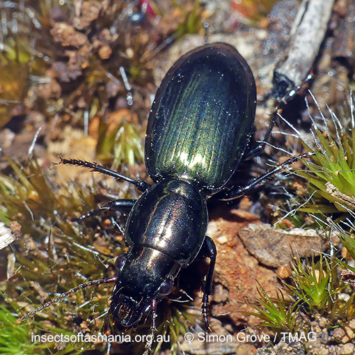 Species image