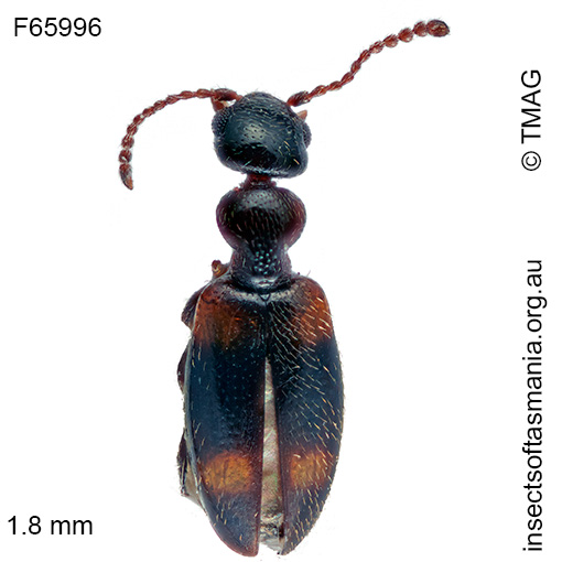 Species image