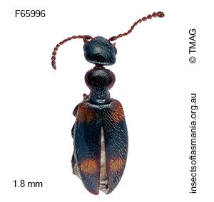 Pseudocyclodinus strictus