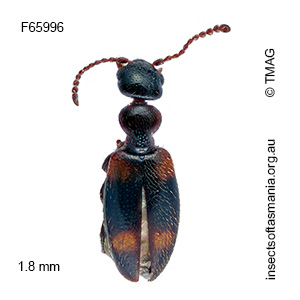 Pseudocyclodinus strictus