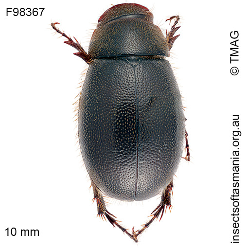 Species image