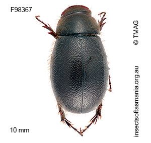 Pseudoheteronyx littoralis
