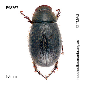 Pseudoheteronyx littoralis