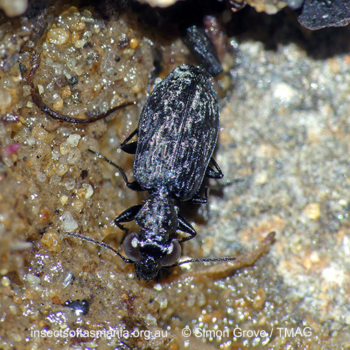 Species image