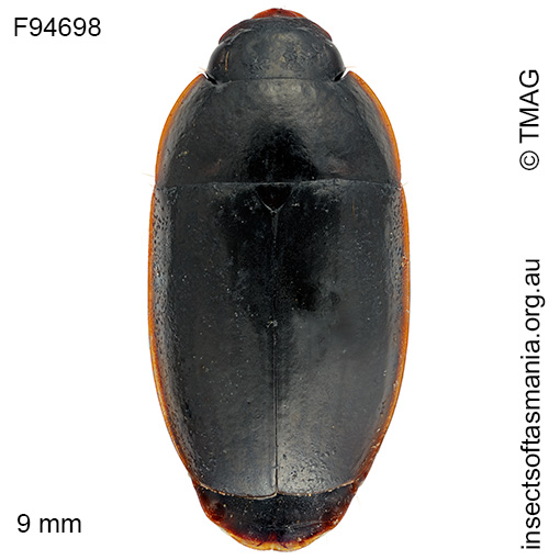 Species image