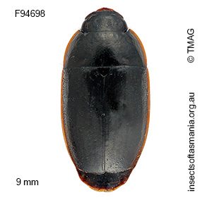 Silphomorpha sp TMAG_F94699