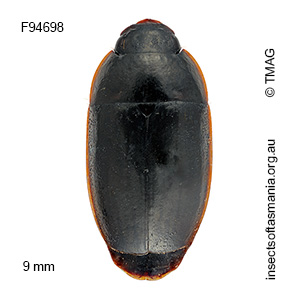 Silphomorpha sp TMAG_F94699