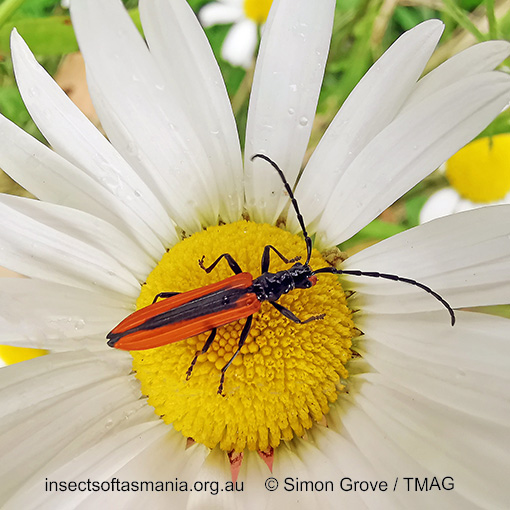 Species image