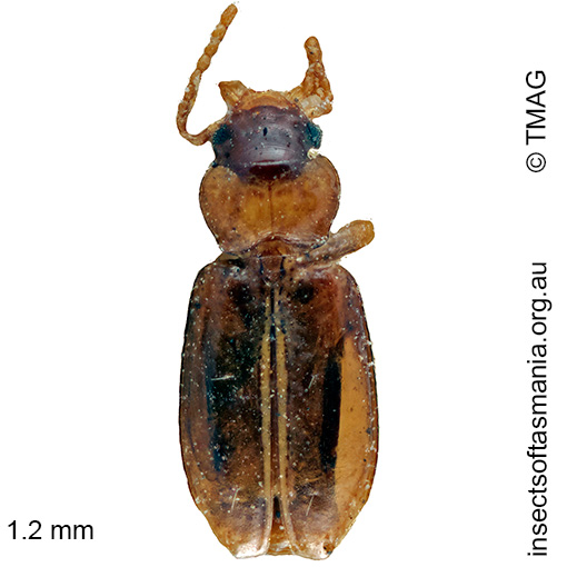 Species image