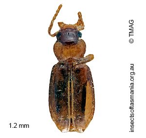 Tachys captus