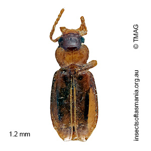 Tachys captus