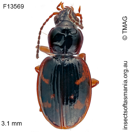 Species image