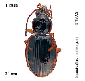 Tasmanorites brevinotatus