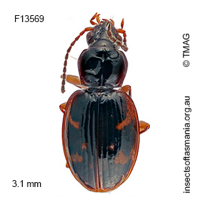 Tasmanorites brevinotatus