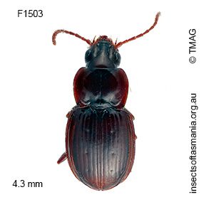 Tasmanorites laticollis