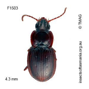 Tasmanorites laticollis