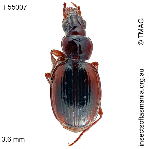 Species image