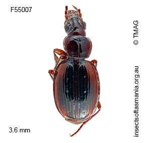Tasmanorites longinotatus