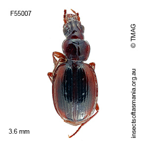 Tasmanorites longinotatus
