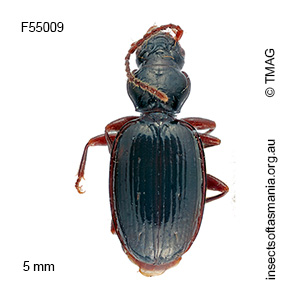 Tasmanorites magnus