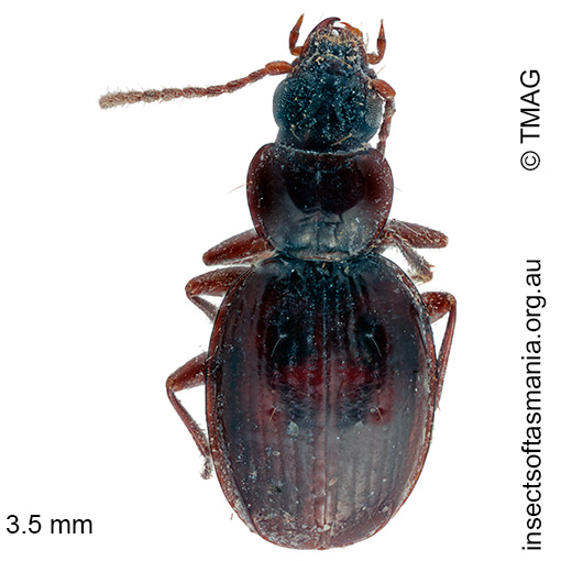 Species image