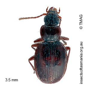Tasmanorites nitens