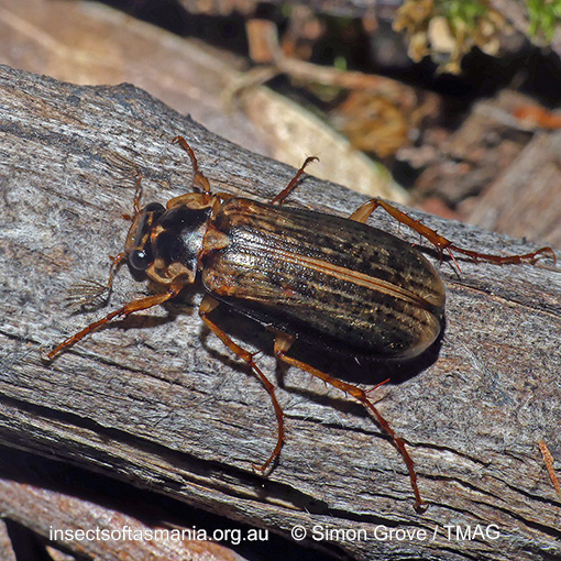 Species image