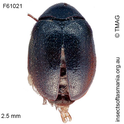 Species image