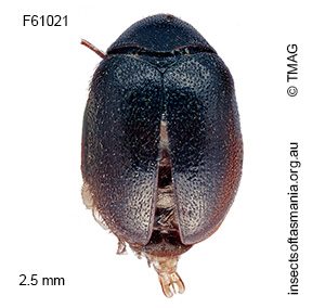 Trogoderma varipes