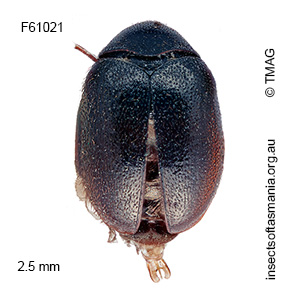 Trogoderma varipes