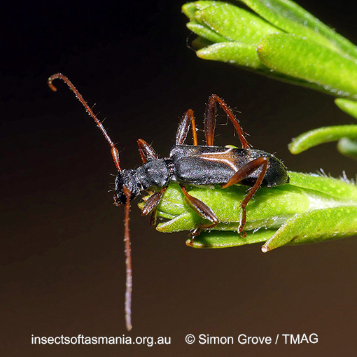 Species image