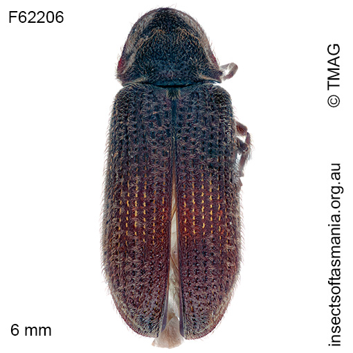Species image