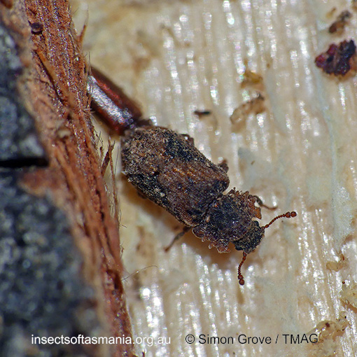 Species image