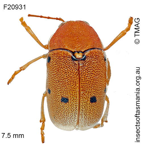 Species image
