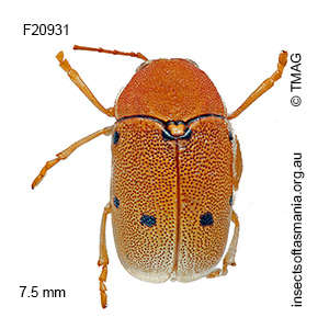 Cadmus excrementarius