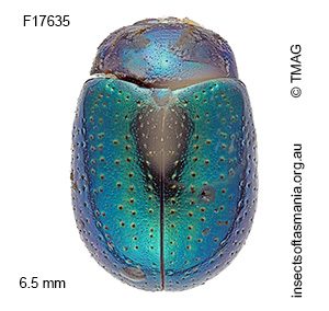 Chrysolina quadrigemina