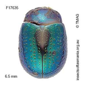 Species image
