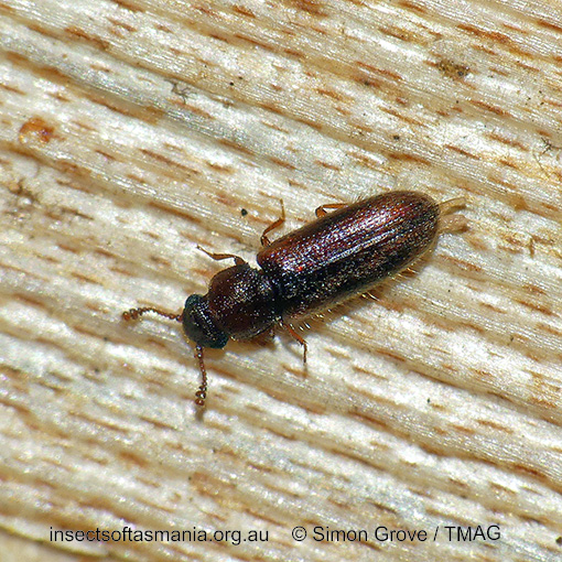 Species image