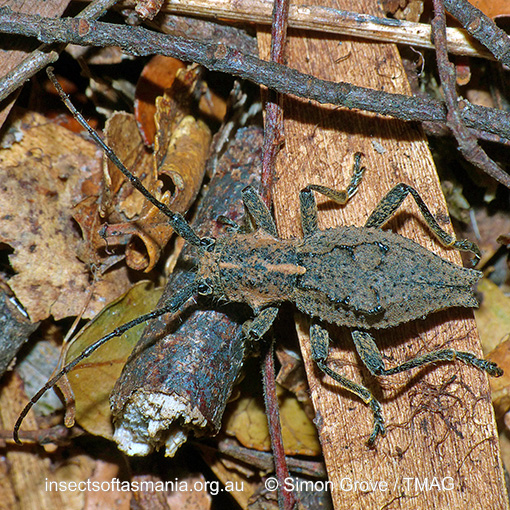 Species image