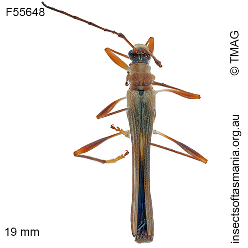 Species image