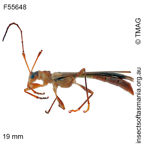Species image