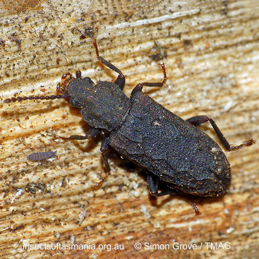 Species image