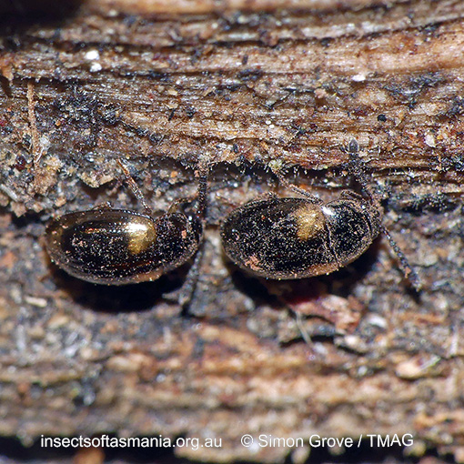 Species image